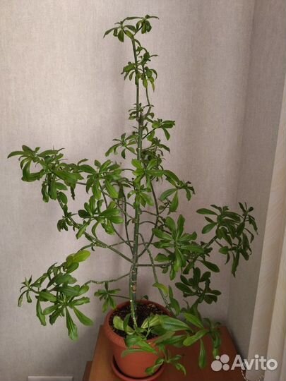 Молочай зонтичный