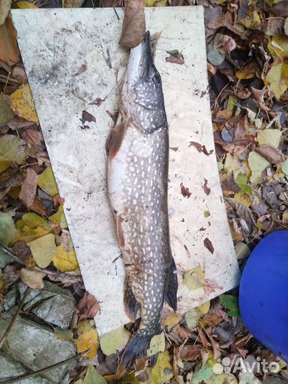 Свежая рыба