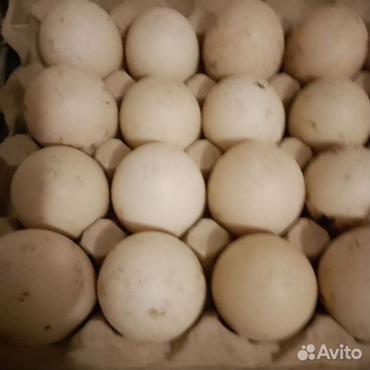 Семья Индоуток. Инкуб. Яйцо, Утята