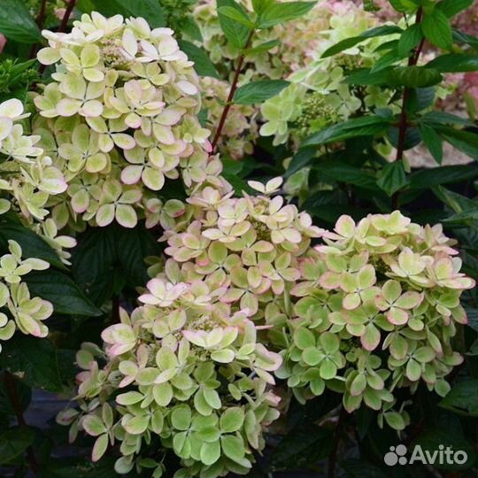 Многолетние цветущие кустарники