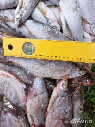 Рыба свежемороженая