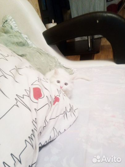 Котёнок беленький