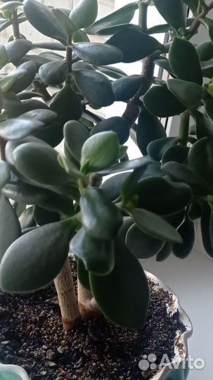 Крассула Овата