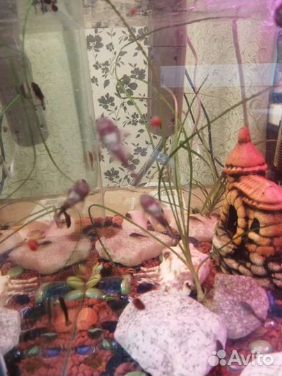 Сомики анциструсы