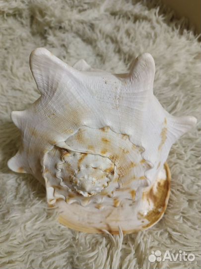 Океаническая большая ракушка