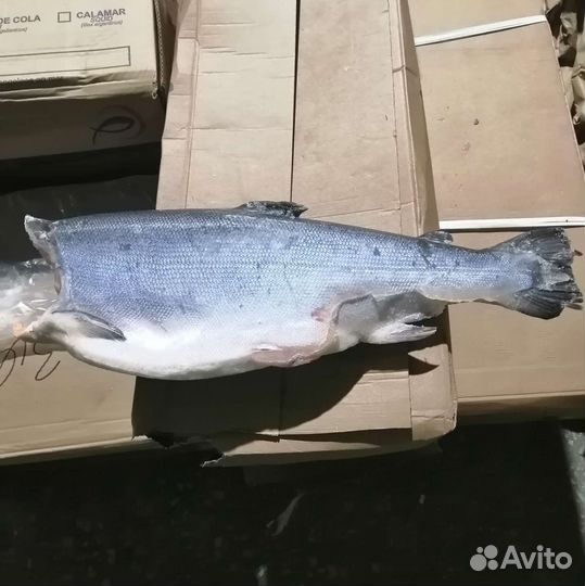 Сёмга, Форель, Кижуч, Кета