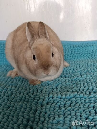 Самец карликового рекса