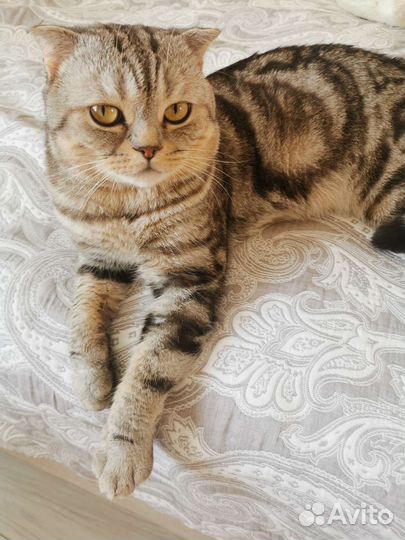 Шотландский кот на вязку