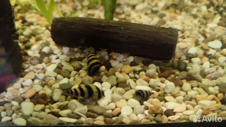 Улитка Хелена