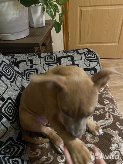 Американский питбультерьер