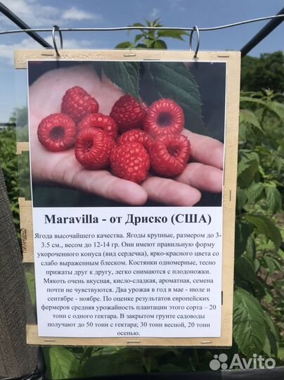 Саженцы малины Маравилла,Мапема,Энросадира