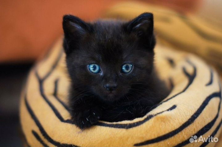 Чёрный котёнок в добрые руки