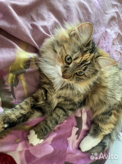 Груминг стрижка собак и кошек