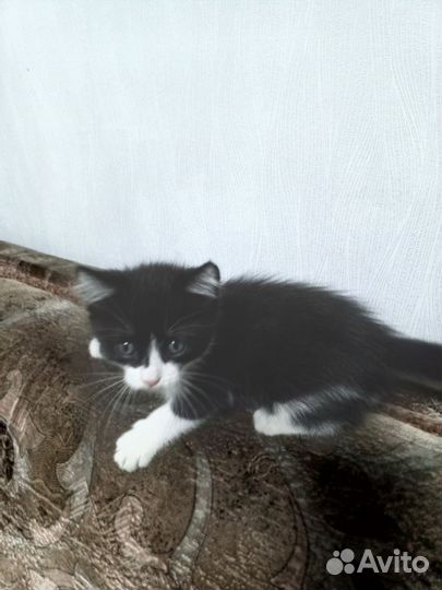 Котик бесплатно