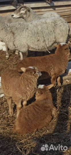 Ярки бараны ягнята овцы Катумской породы и Дорпер