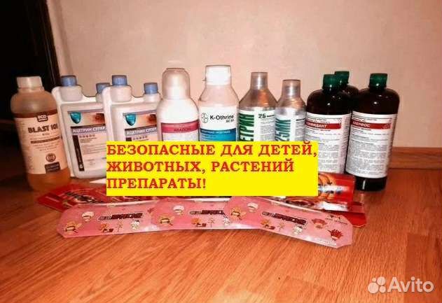 Уничтожение клопов, тараканов, муравьев, блох