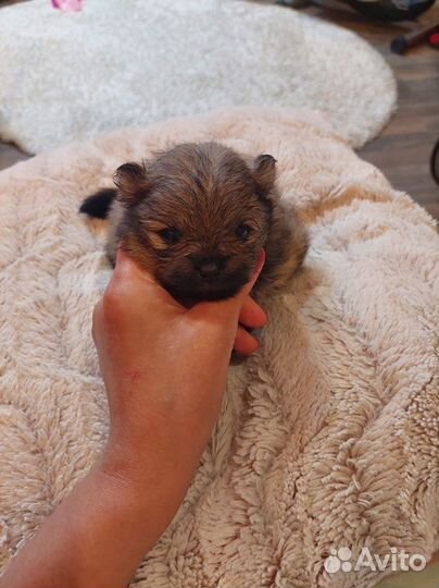 Мини померанцы