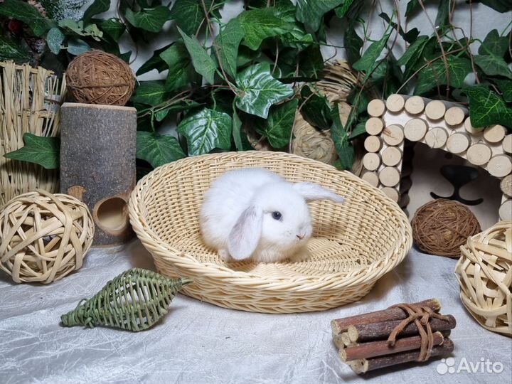 Декоративные вислоухие кролики Мини