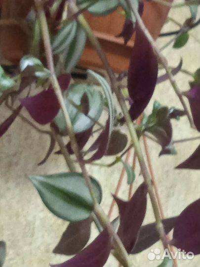 Традесканция зебрина