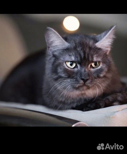 Котик из приюта