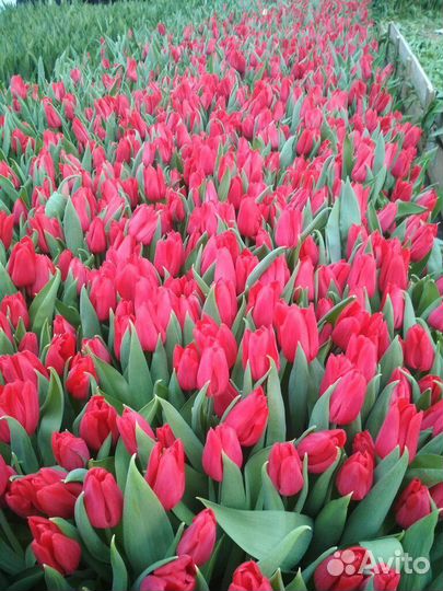 Тюльпаны букеты, поштучно