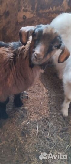 Продается козочка