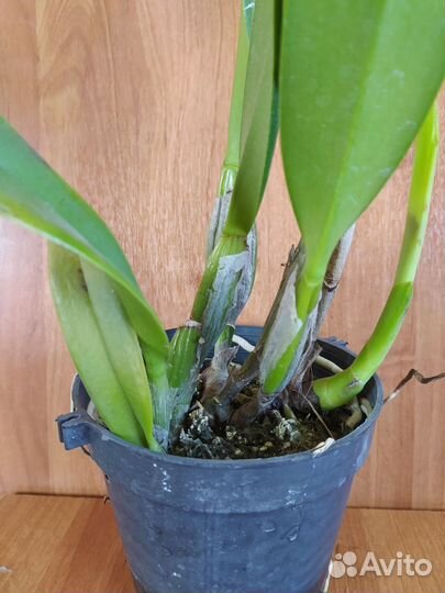 Rlc. Liou Hope 'Nan Chyu'