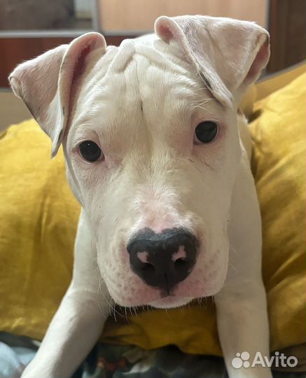 Щенок амстаффа