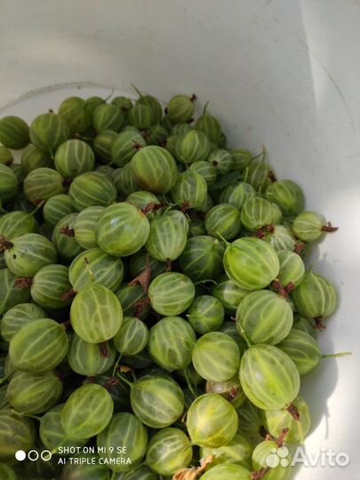 Крыжовник саженцы