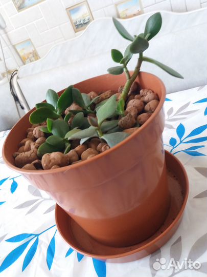 Продам цветы комнатные - Денежное дерево