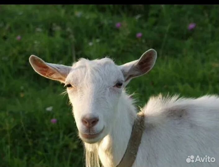 Коза дойная