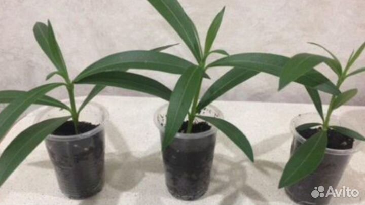 Петуния.Разная.Америка.Италия.Япония+Бюджетный сад