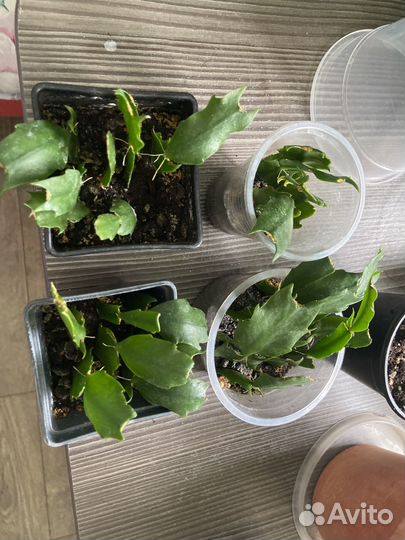 Декабрист шлюмбергера