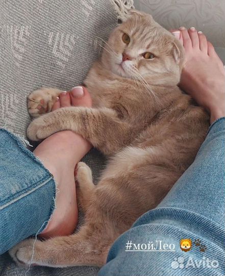 Британские котята