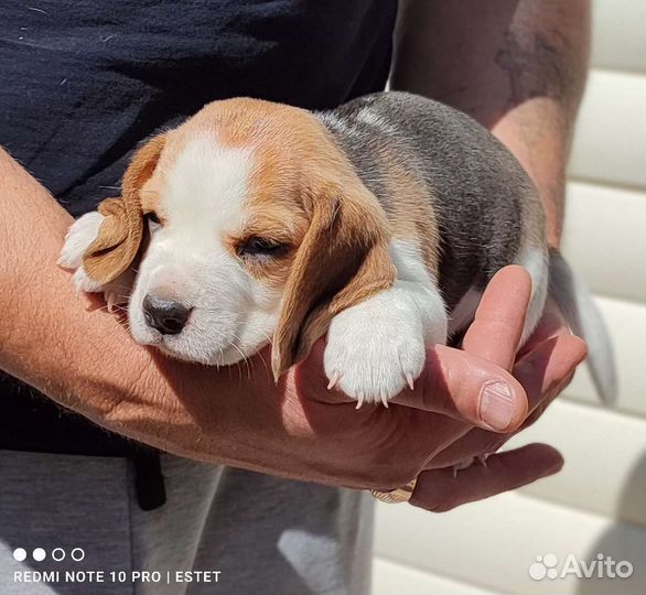 Мини Бигль щенки