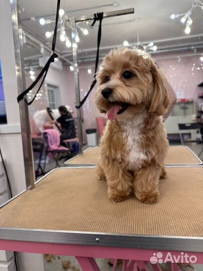 Груммер для собак