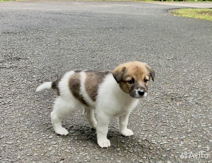 Щенок в добрые руки