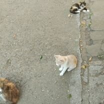 Котёнок в добрые руки, Мелитополь