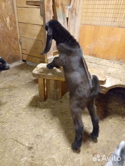 Козлики нубо- камори