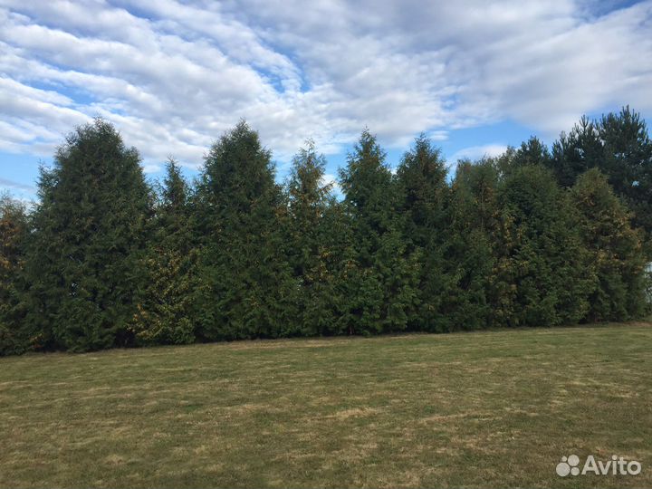 Туи брабант