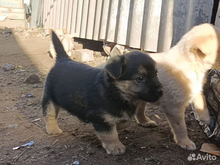 Щенки мальчики в добрые руки