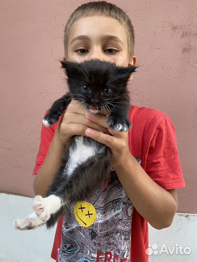 Котята в добрые руки даром