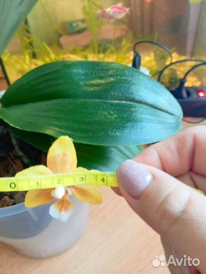 Орхидея фаленопсис 