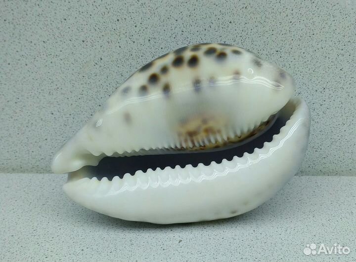 Ципрея Тигрис Каури 9,9 морская ракушка раковина