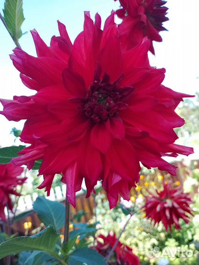 Пеларгония герань