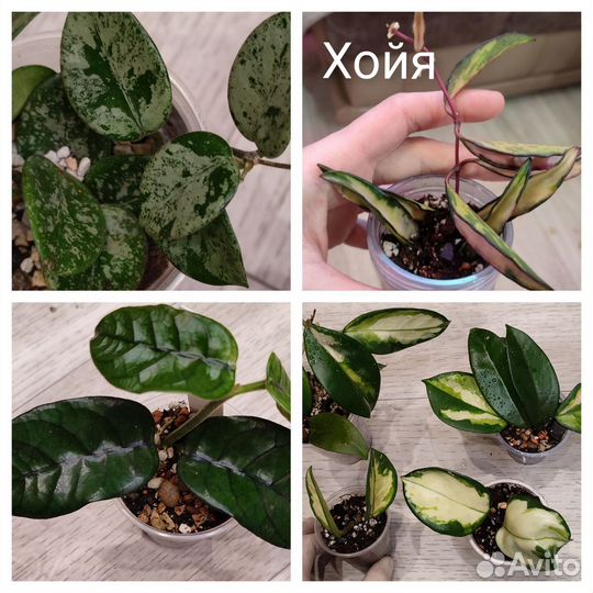 Комнатные цветы. Хойя ваетти, карноза триколор