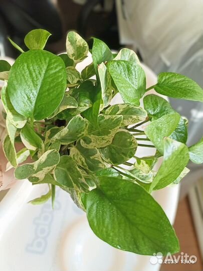 Эпипремнум