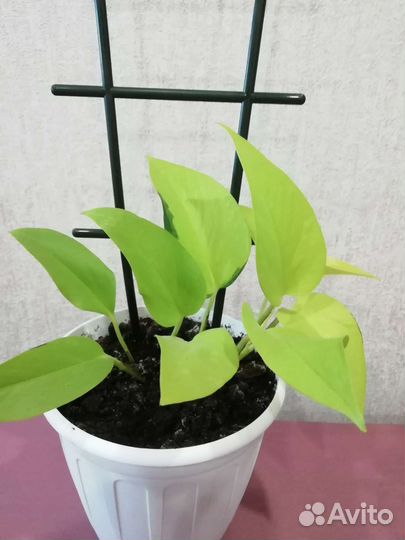 Комнатные растения