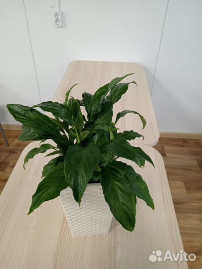 Хлорофитум