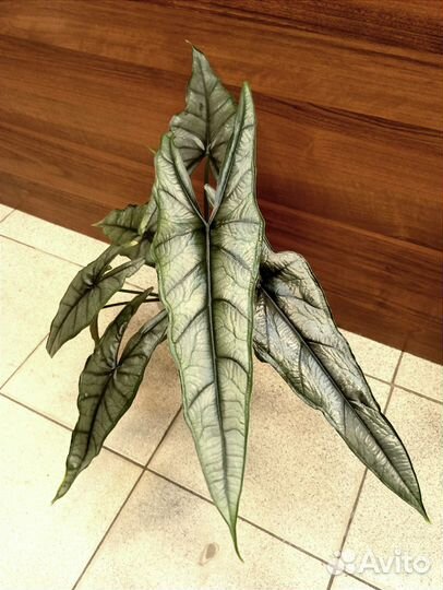 Алоказии в ассортименте. Часть 1